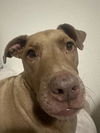 adoptable Dog in  named LOLA BEAN