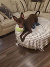 adoptable Dog in  named TROY