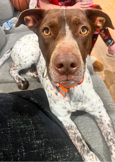 adoptable Dog in San Antonio, TX named LUKA