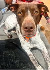 adoptable Dog in  named LUKA