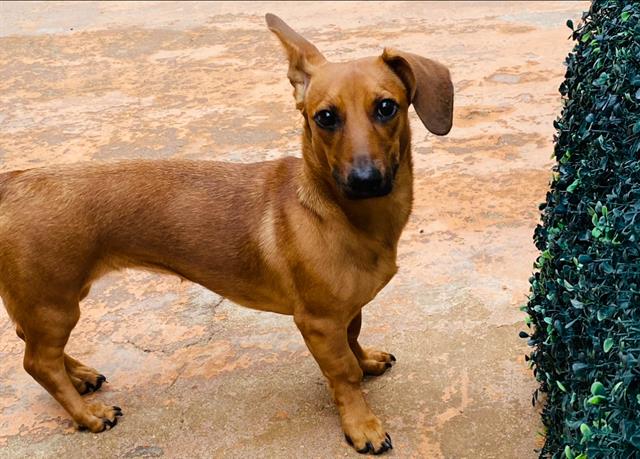 adoptable Dog in San Antonio, TX named PEPPER