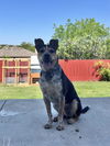 adoptable Dog in  named BLUE