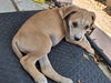 adoptable Dog in  named TOFFEE