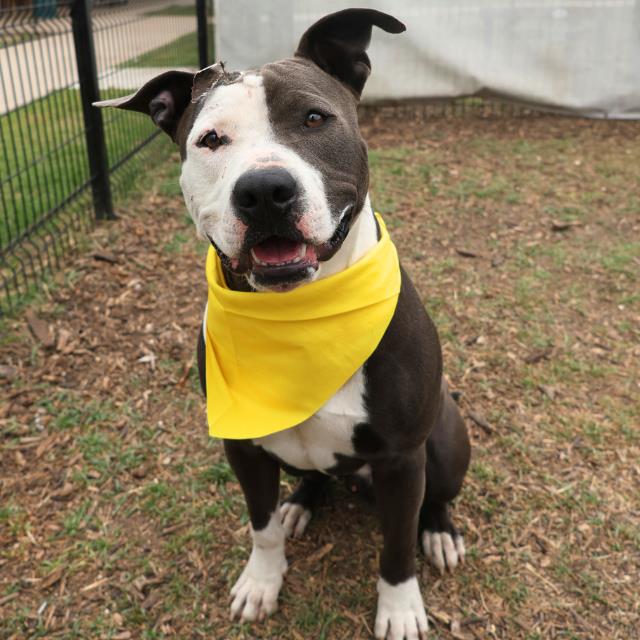 adoptable Dog in San Antonio, TX named ADAM