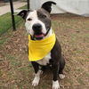 adoptable Dog in  named ADAM