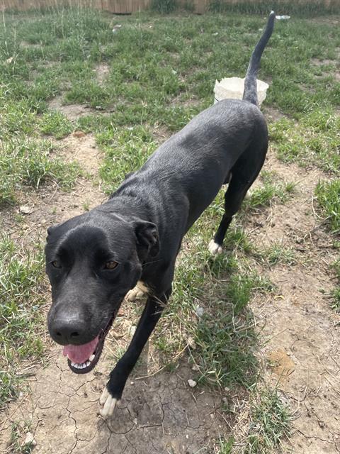 adoptable Dog in San Antonio, TX named LETI