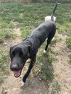 adoptable Dog in  named LETI