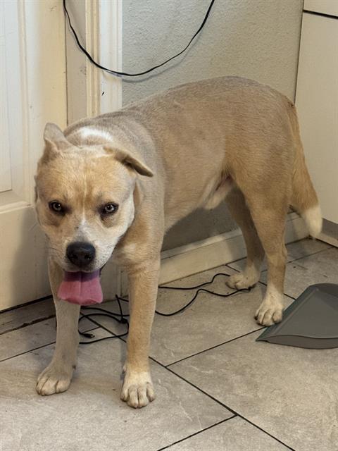 adoptable Dog in San Antonio, TX named PEANUT