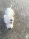 adoptable Dog in  named SALICITA