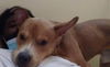 adoptable Dog in  named KEANU