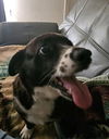 adoptable Dog in  named COCO