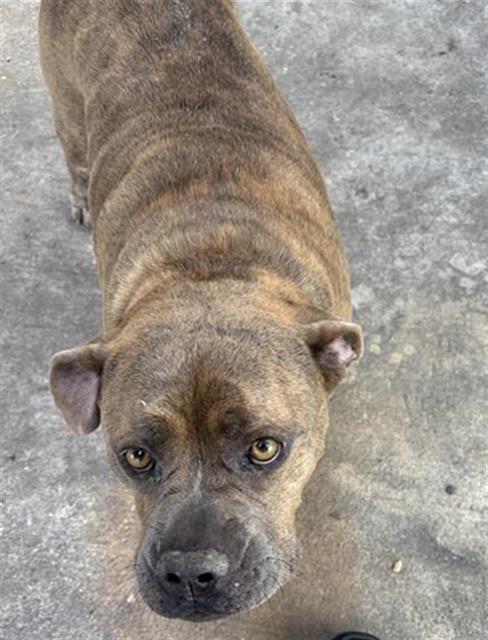 adoptable Dog in San Antonio, TX named TOBY