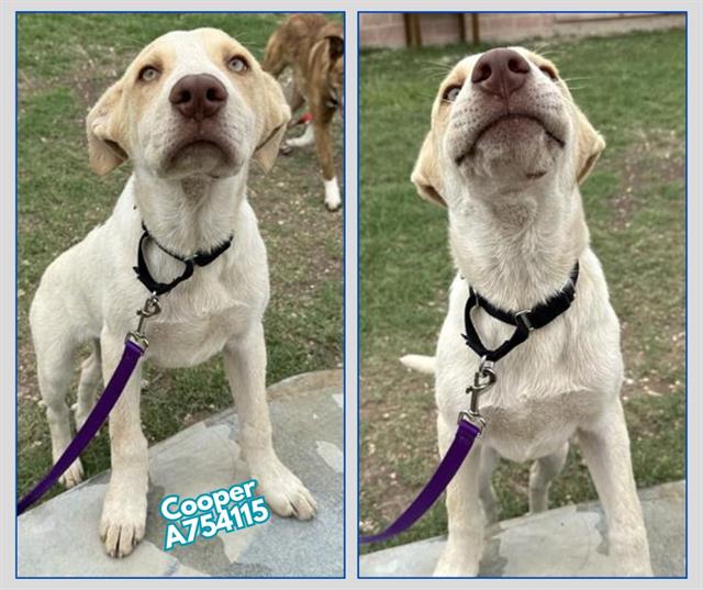adoptable Dog in San Antonio, TX named COOPER