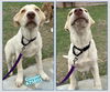 adoptable Dog in  named COOPER