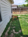 adoptable Dog in  named JAGGER