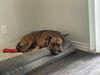 adoptable Dog in  named MAX