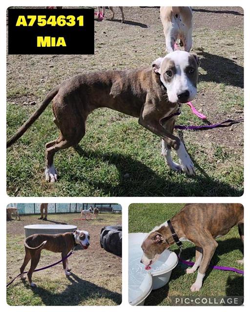 adoptable Dog in San Antonio, TX named MIA