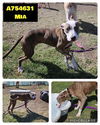adoptable Dog in  named MIA