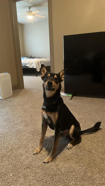 adoptable Dog in San Antonio, TX named RYDER