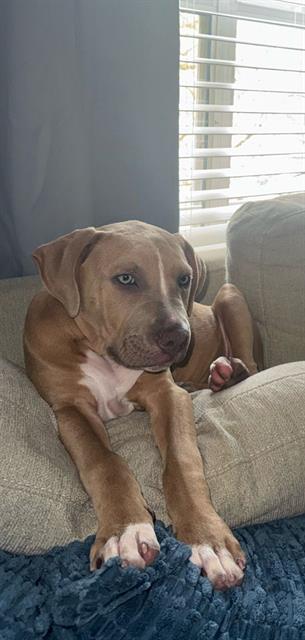 adoptable Dog in San Antonio, TX named BLAKE