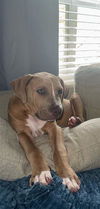 adoptable Dog in  named BLAKE