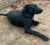 adoptable Dog in san antonio, TX named A755208