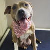 adoptable Dog in  named BRIDGETTE