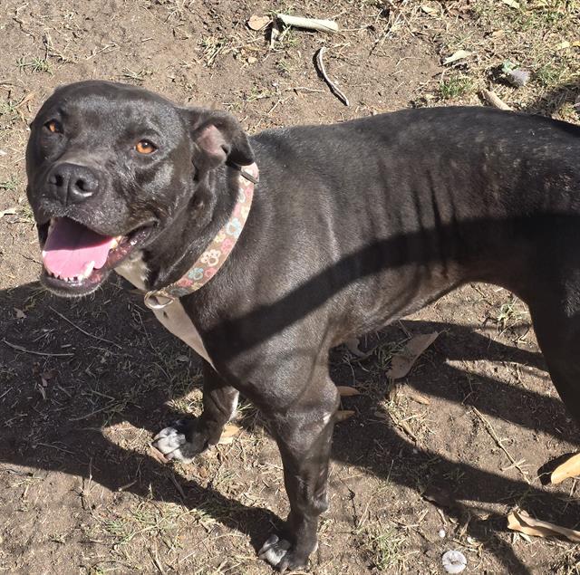 adoptable Dog in San Antonio, TX named PUPASAURS