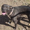 adoptable Dog in  named PUPASAURS