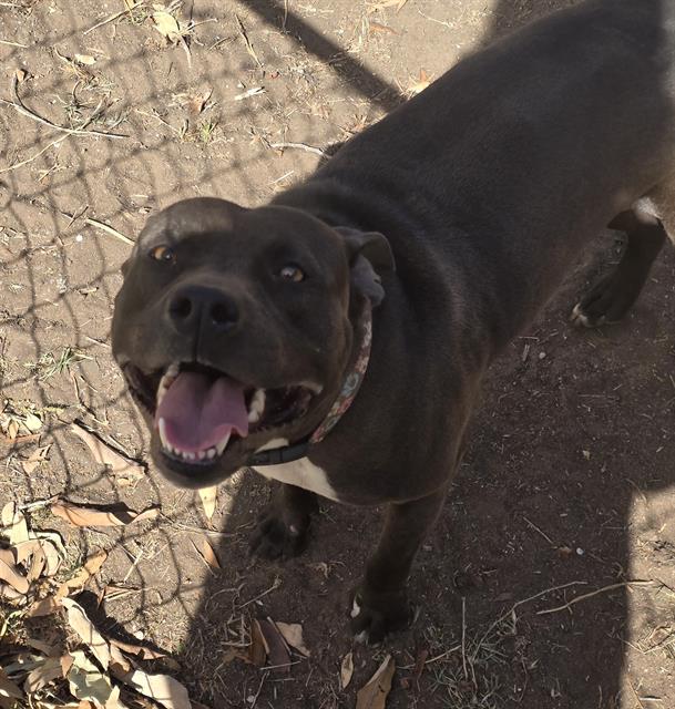 adoptable Dog in San Antonio, TX named ARTEMIS