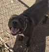 adoptable Dog in  named ARTEMIS