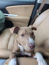 adoptable Dog in  named LUFFY