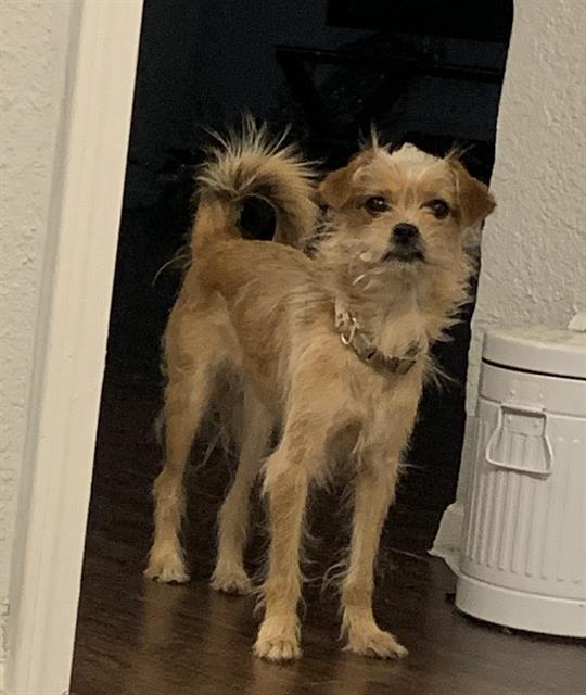 adoptable Dog in San Antonio, TX named PEACH MORENO