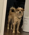 adoptable Dog in  named PEACH MORENO