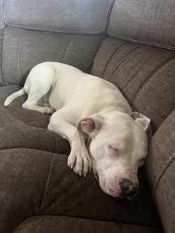 adoptable Dog in San Antonio, TX named PIERRE
