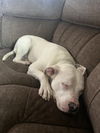 adoptable Dog in  named PIERRE