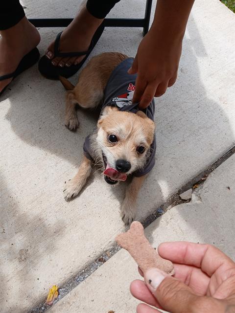 adoptable Dog in San Antonio, TX named NANO