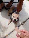 adoptable Dog in  named NANO