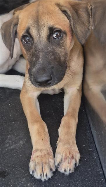 adoptable Dog in San Antonio, TX named JOHNNY