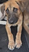 adoptable Dog in  named JOHNNY