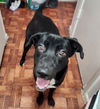 adoptable Dog in  named PERLA