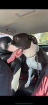 adoptable Dog in  named KASH AUSTIN
