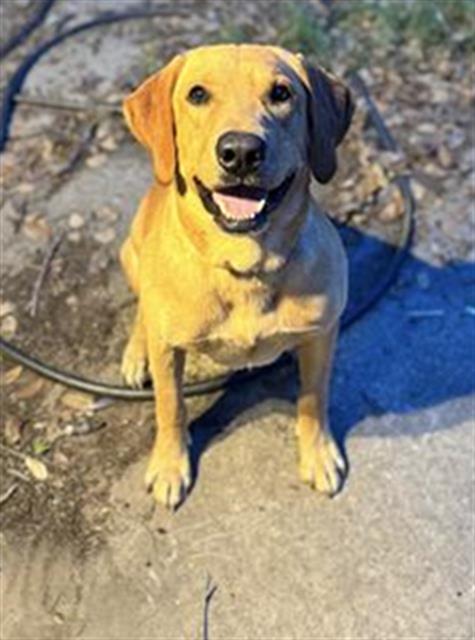 adoptable Dog in San Antonio, TX named LEGO