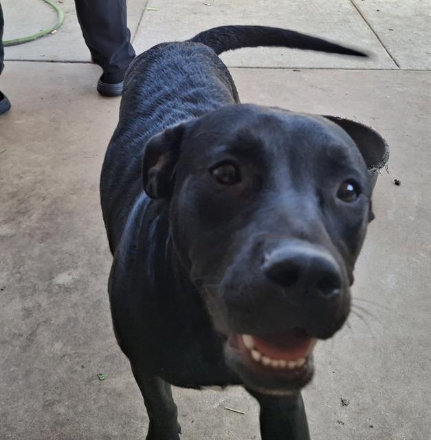 adoptable Dog in San Antonio, TX named BUBBLES