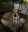 adoptable Dog in  named SKIPS