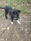 adoptable Dog in  named GIRL 1