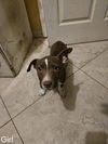 adoptable Dog in  named GIRL 2