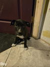 adoptable Dog in  named BOY 2