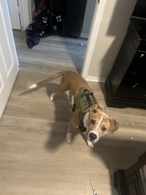 adoptable Dog in San Antonio, TX named SCARFACE