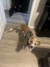 adoptable Dog in  named SCARFACE